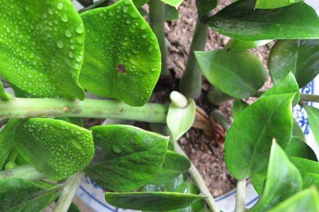 淘米水发酵多久浇花最好，淘米水要发酵多久能浇花和蔬菜（放在阳台发酵半个月）