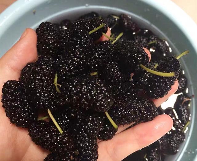 桑葚怎么洗才能干净，桑葚怎么洗干净（有人加盐有人加碱）