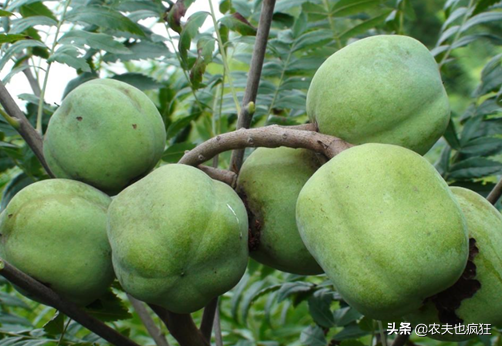 木瓜树，种1次收获300年（木瓜树长白斑菌怎么办）