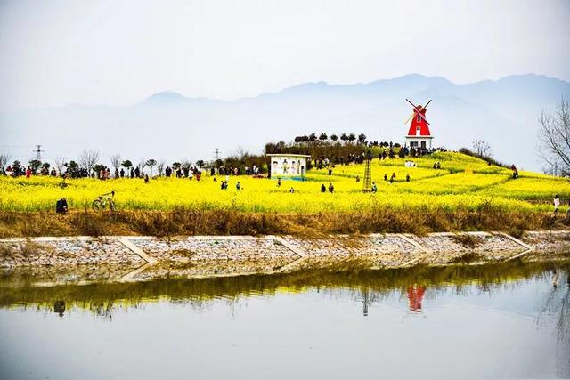 油菜花开的季节，适合家庭室内养的花与绿植（2019年全国油菜花开放时间表）