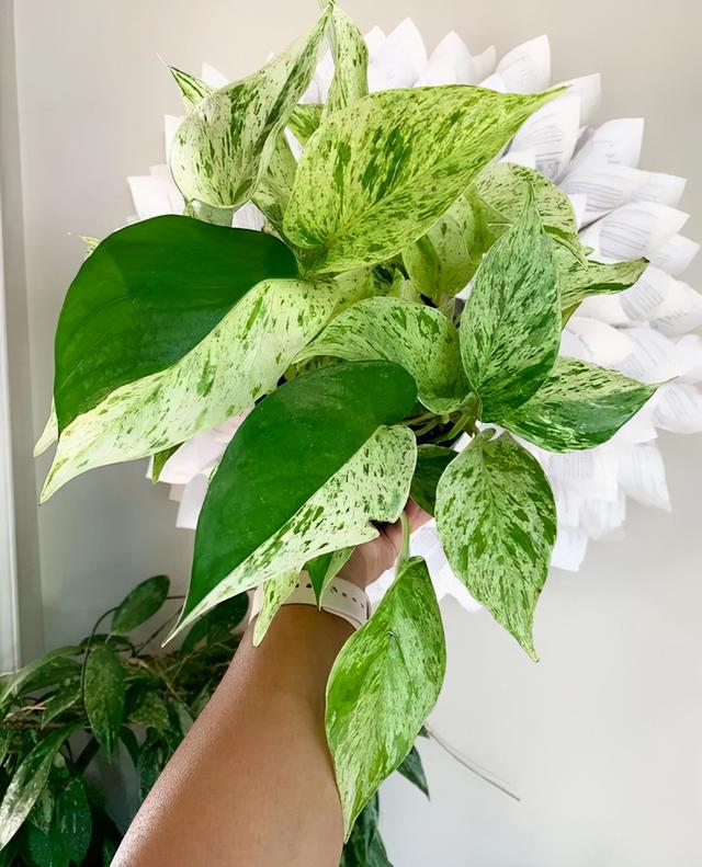 【黄金葛】黄金葛的养殖,黄金葛图片和怎么养殖(7种常见的绿萝品种)