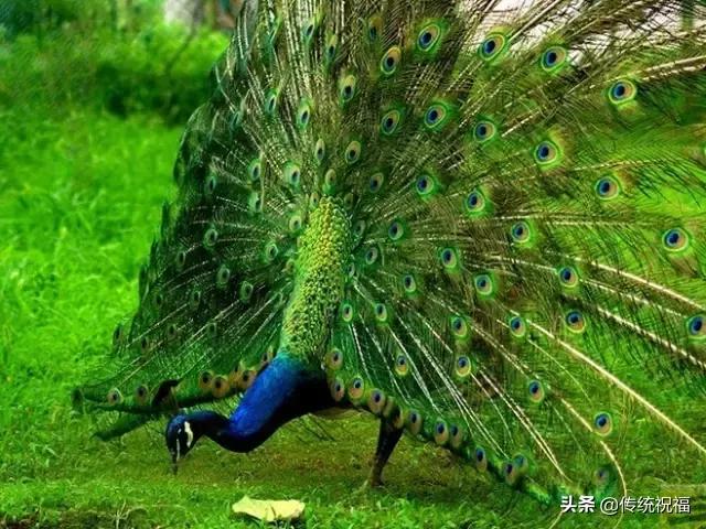 为什么雄性白孔雀也会开屏，孔雀开屏都是雄的吗（白孔雀开屏，太美了）