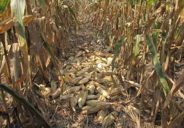 玉米什么时候成熟，玉米多少天会成熟（再过20-30天之后成熟）