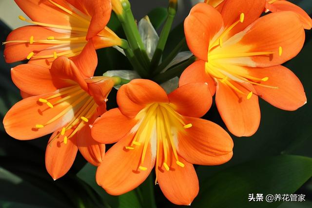 二月开什么花，2021年的开运花（一月到十二月开什么花）