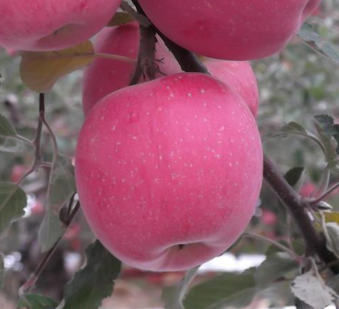 陕西洛川苹果有几种颜色，红富士苹果就选陕西洛川