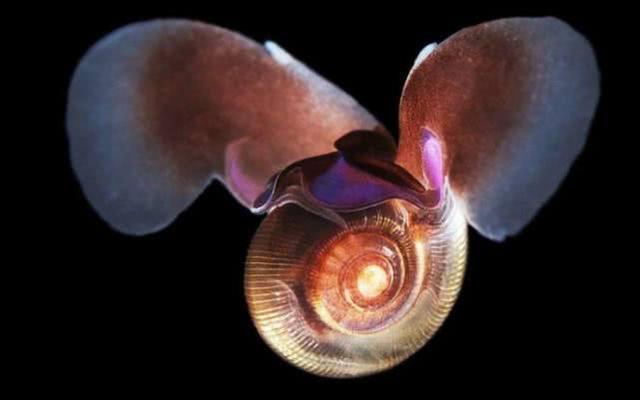 软体动物有哪些,软体类动物有哪些(从远古到现在外形几乎没变化)