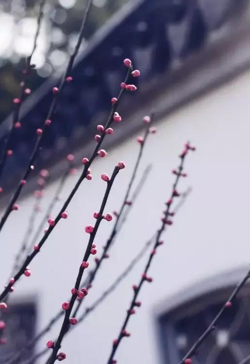 窗前听雨意境，在静怡的时光里听雨