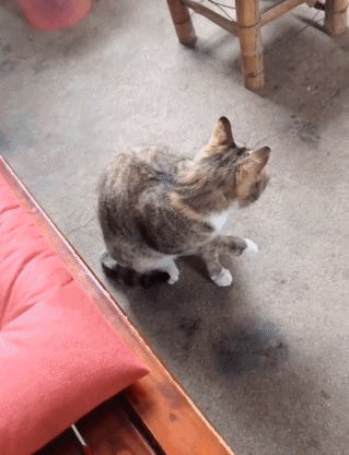 猫的灵性有多强，猫界最有灵性的四种猫（一只猫可以多有灵性）