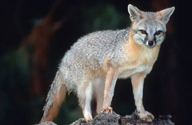 南方狐狸品种，狐狸有多少种品种（世界各地非常漂亮的10种狐狸）