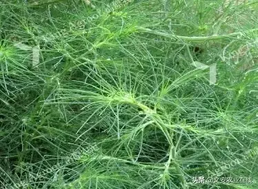 野荞麦根和乌鸡蛋煮，野荞麦根和乌鸡蛋煮水的功效（农业科普：53种野菜）