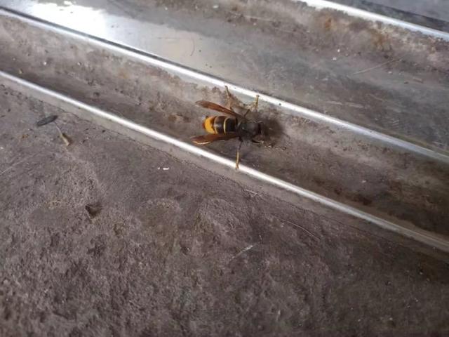 动物界三大流氓，动物界的三大奇葩生物（小时候遇到的动物界“恶霸”）