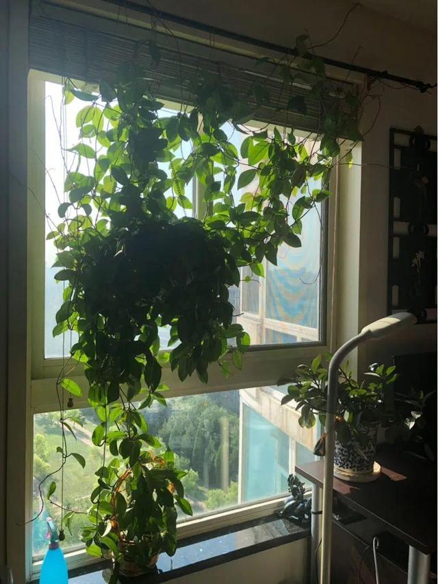 鸟尾花的繁育管理，鸟尾花 花期（30种耐阴花）