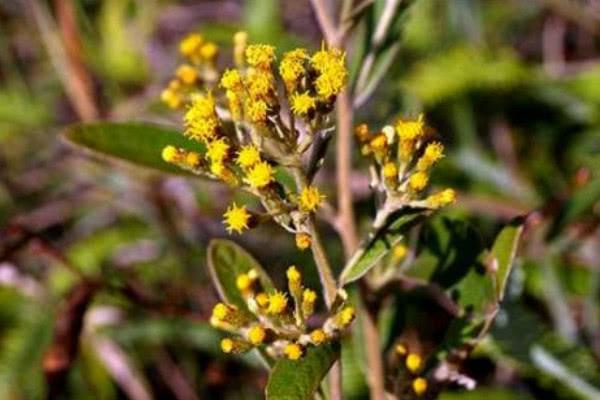 白芷和山白芷有什么不同，白芷和野白芷的区别（生于丘陵地、荒地、灌丛或草地）