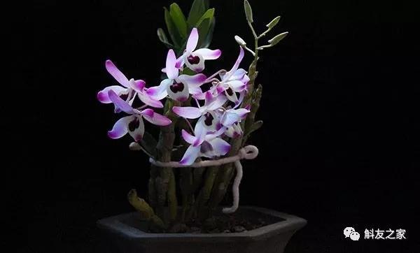 石斛兰风水摆放禁忌，石斛兰适合放在卧室吗（室内石斛盆栽摆放的风水禁忌）