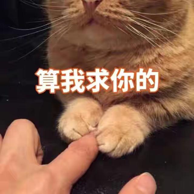 表情包很火的那只猫，最近很火的猫猫表情包（小猫咪可爱表情包）