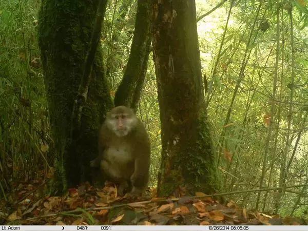 汶川海拔多少米，四川汶川县海拔多少米（什么是汶川）