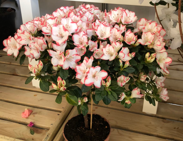 杜鹃花怎么浇水，杜鹃花浇水的正确方法（公认难养的杜鹃花）