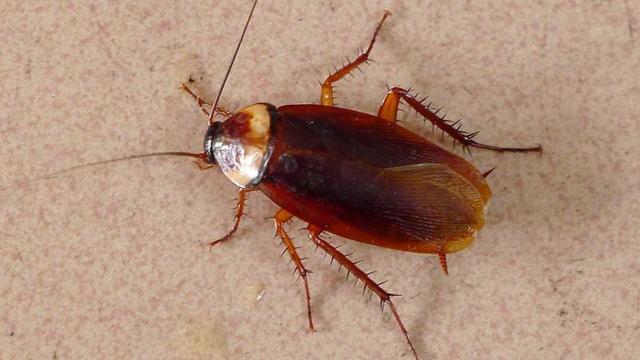 家里有蟑螂怎么办，学佛人家里有蟑螂怎么办（家里有蟑螂不是好事）