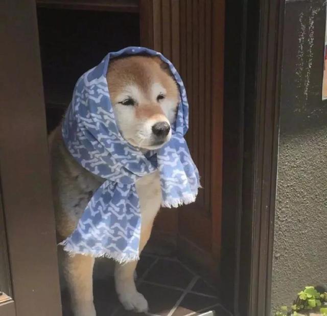 单身贵族头像，单身贵族头像(不要会员)（单身贵族头像 单身限定）