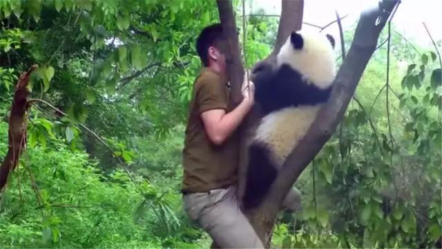 熊猫为什么喜欢抱大腿,熊猫抱大腿(大熊猫躲在树顶不回家) 熊猫为什么喜欢抱大腿,熊猫抱大腿(大熊猫躲在树顶不回家)
