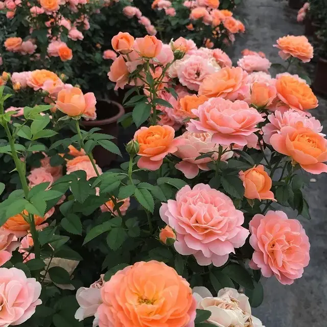 母亲节送什么花，母亲节该送什么花（你的宠妈清单上是否有花）