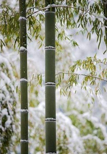 岁寒三友的诗句，岁寒三友唐宋诗词三十首（古诗词中的雪竹，不负岁寒心）
