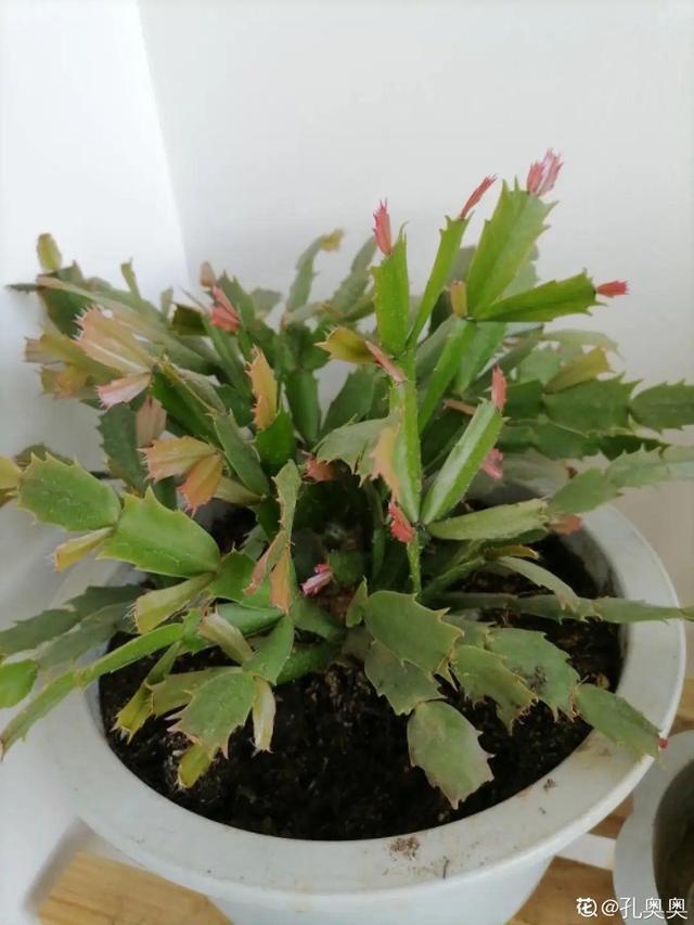 30种适合懒人养的花夏季，蹭蹭疯长、爆盆