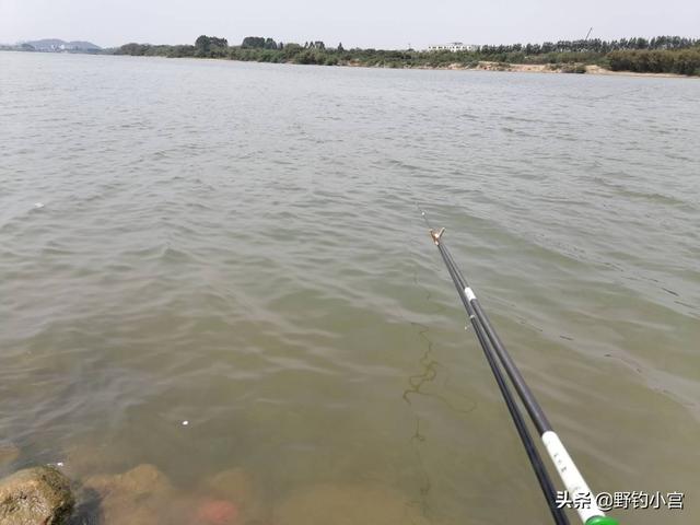 罗非鱼钓法技巧，春季野钓罗非鱼的钓法技巧（不再愁大罗非不上钩）