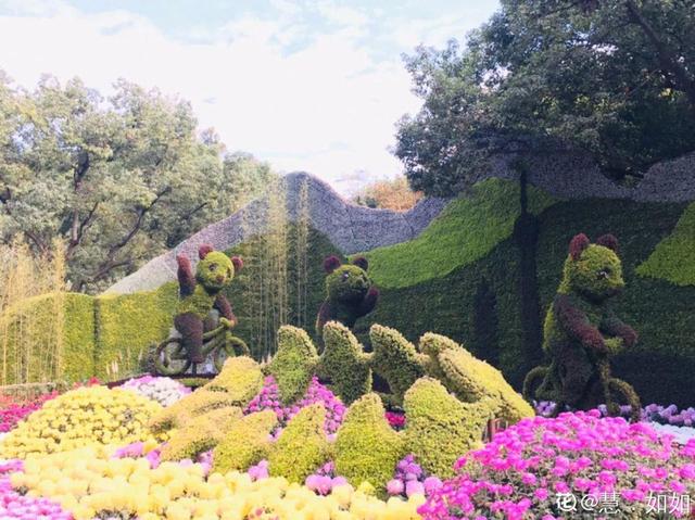 荷花有几种颜色，莲花有几种颜色分别是象征什么（1盆菊花售价1.2万）