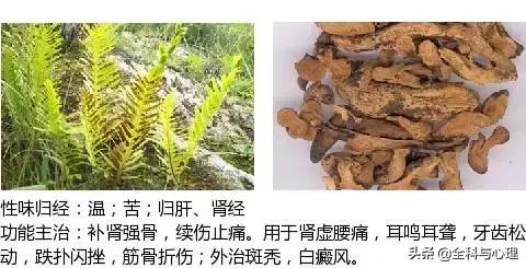 鸡肠风的功效与作用，史上最全中草药图谱