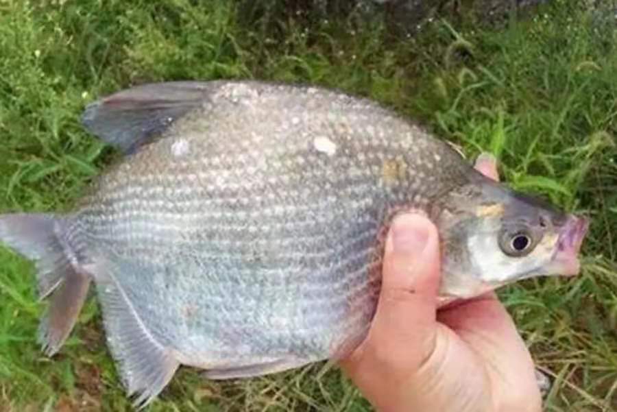 钓鳊鱼最佳饵料推荐：无论何地垂钓，这些高效诱饵都能轻松上鱼