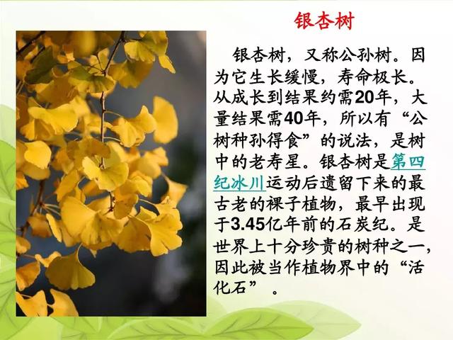 汉字松的组词，松的组词（部编版二年级语文上册识字2《树》知识点+图文解读）