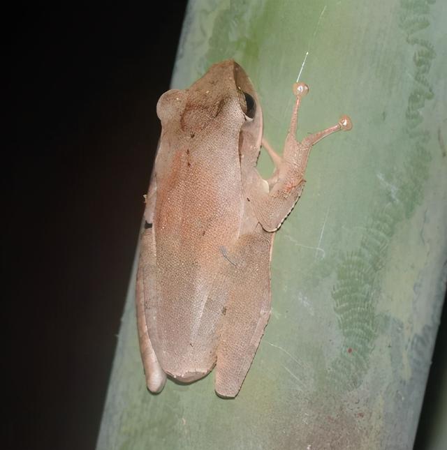 世界上有几种蛙类.，世界上有几种蛙类名字（赣南农村的几种常见青蛙）