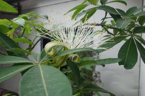 發財樹開花圖片,發財樹開花什麼樣子的(花型清新純潔真可愛)