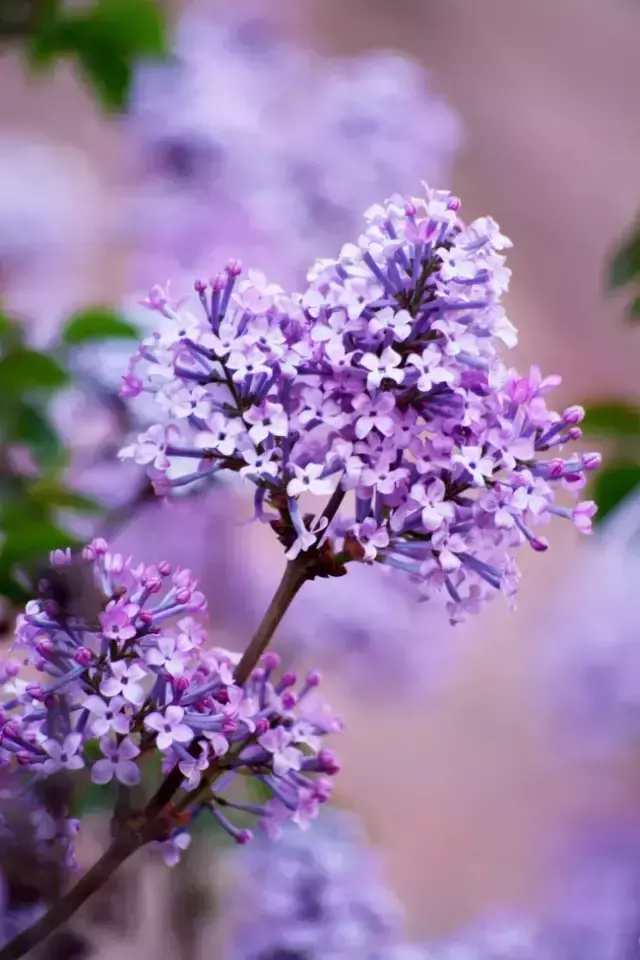 各种花开放的时间（100种常见花的花开时间附图）