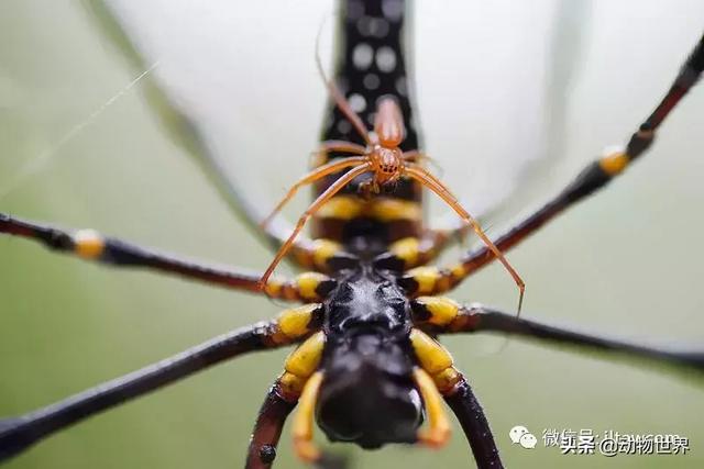 全球动物世界大全，动物世界最受关注的20种动物