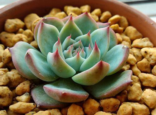 吉娃莲的扦插方法，吉娃莲的扦插方法视频（新手都能扦插出一盆）