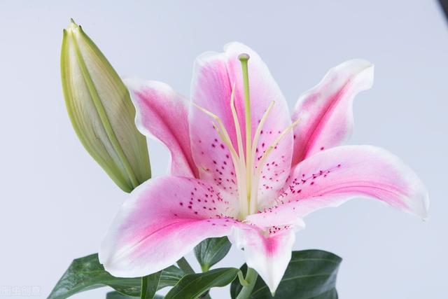 郁金香花语和寓意，你们知道这些花的花语吗（黄色郁金香花语和寓意）