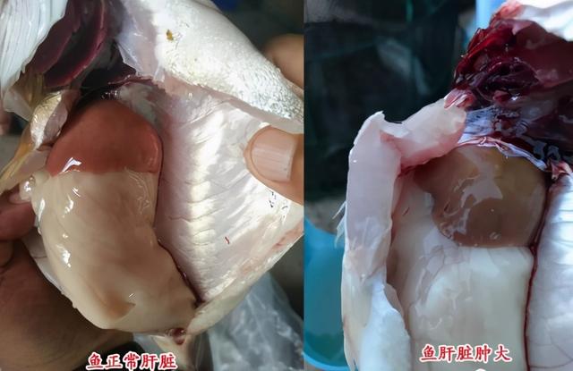 博落回的功效与作用，博落回有什么功效（博落回的性状与作用如何？其用法与用量怎样）