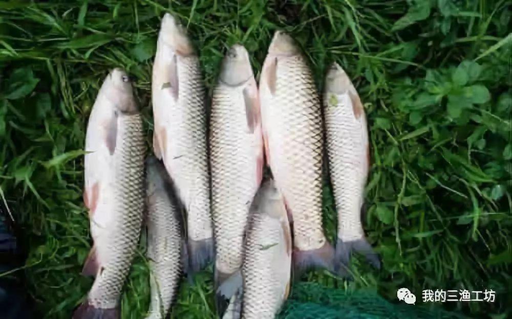 钓草鱼高手必备技巧全解析：选位、用饵、时机一网打尽，轻松爆护不走空