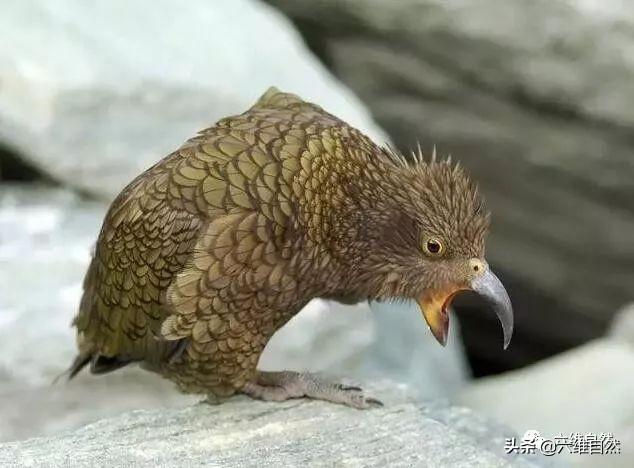 啄羊鹦鹉的形态特征，啄羊鹦鹉的形态特征描写（啄羊鹦鹉和绵羊关系恶化）