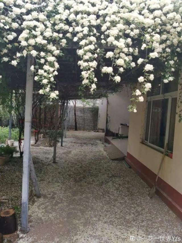 一梦两三年一花一世界网名，一梦两三年一花一世界微信昵称（千年的紫藤树···5种花越老越值钱）