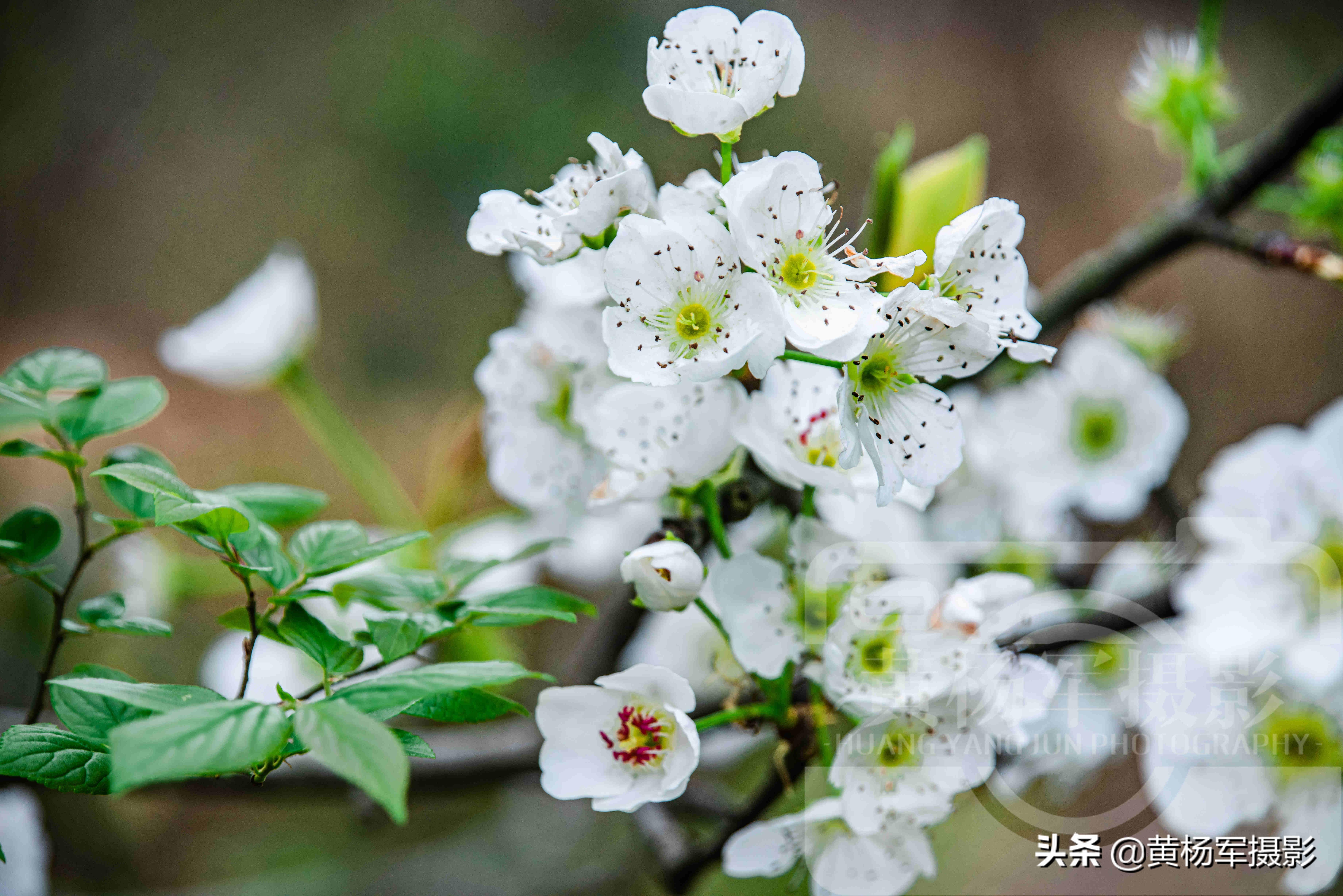 梨花是什么颜色(梨花开的花是什么颜色)插图(6)