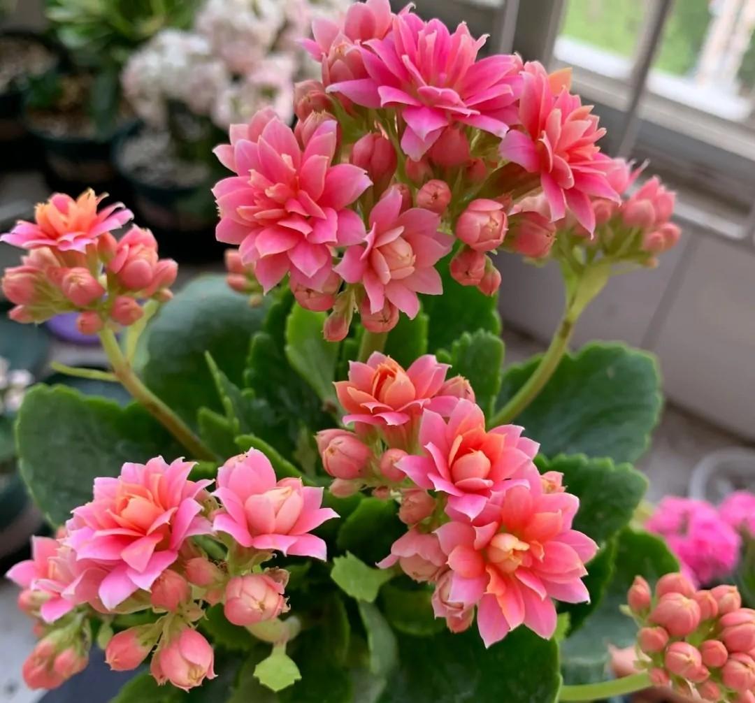 长寿花单瓣品种图片(长寿花重瓣品种名称图片大全大图) - 彝家农业网