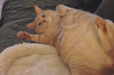 大橘已定是什么梗，大橘已定小说（橘座的梗你知道多少）