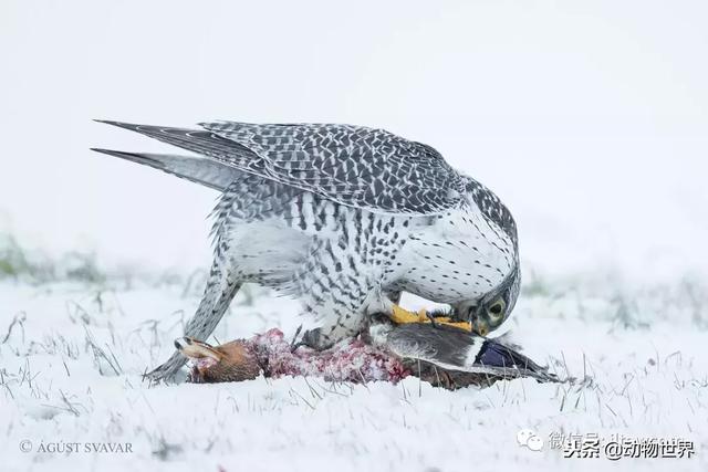 海东青是什么鸟,海东青的传奇故事(神俊最数海东青)