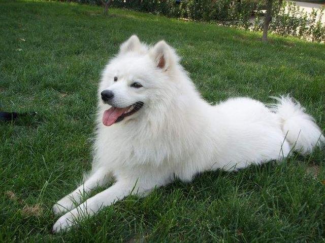 银狐犬为什么很少人养，银狐犬好养活吗（区分萨摩耶犬和银狐犬）