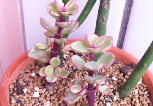 金枝玉叶的造型与修剪，金枝玉叶的造型与修剪视频（又能变成好看的小盆景）