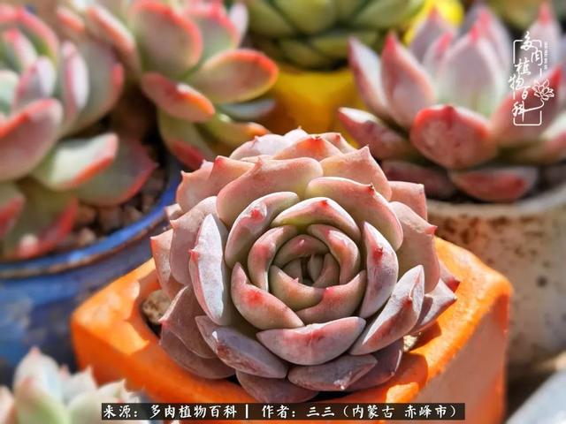 雪候鸟是什么意思，雪候鸟歌词表达什么意思（多肉于我从来不是锦上添花）