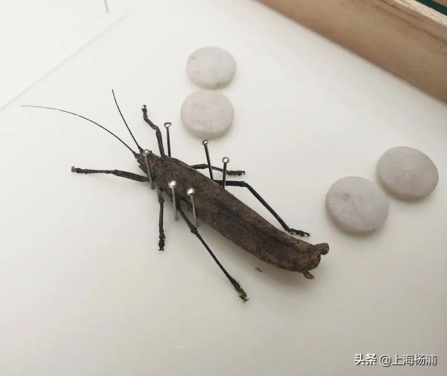 昆虫的秘密有哪些,了解昆虫世界的秘密 昆虫的秘密有哪些,了解昆虫世界的秘密